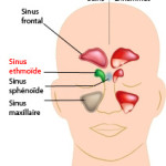 sinus ethmoïde vu de face