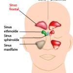 sinus frontal de face