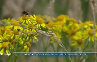 Allergies : nouveau record pour le pollen des graminées