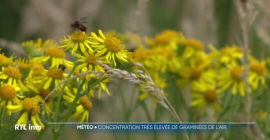 Allergies : nouveau record pour le pollen des graminées